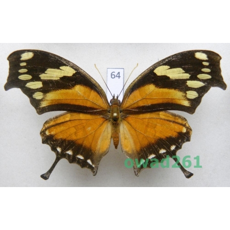 Consul fabius Cramer, 1776 Columbia 80mm64